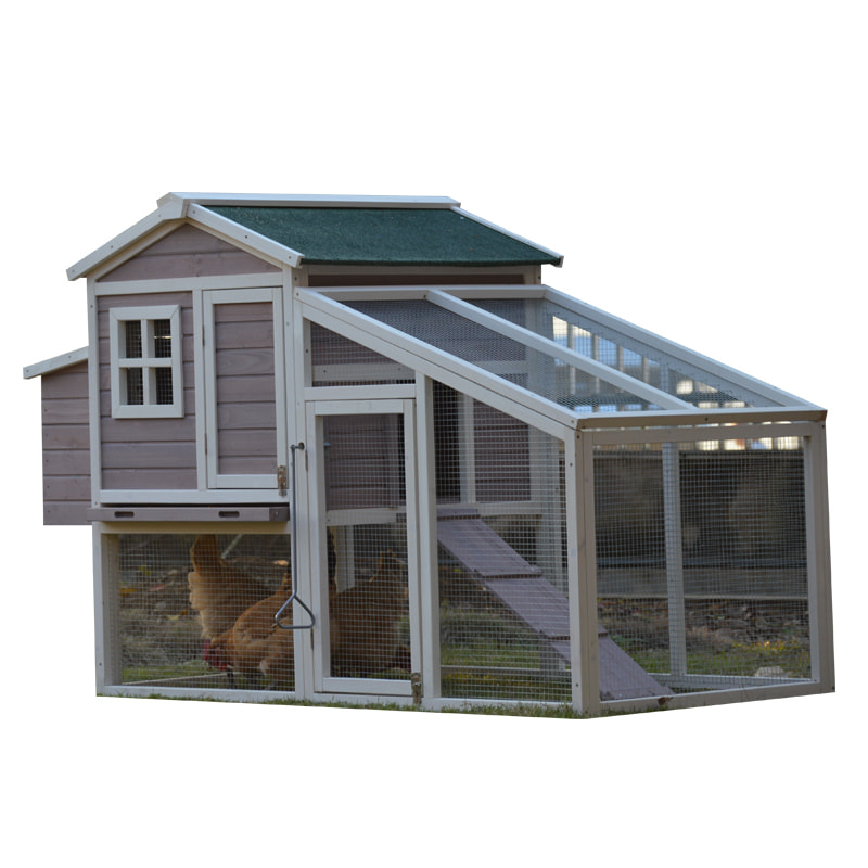 chicken cages egg layer poultry farms